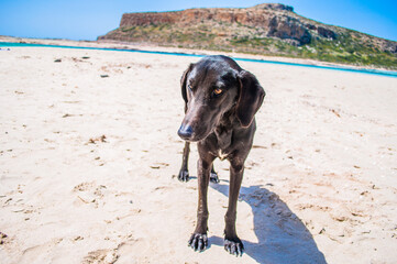 Black homeless dog on the beach. Stray dog asking for food. Beautiful eyes and scenery. Balos Beach on Crete island, Greece.
