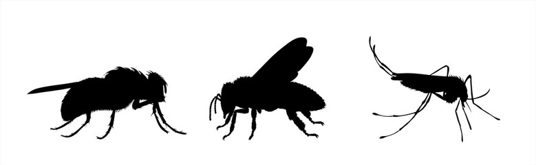 Set of vector silhouette of insect on white background. Symbol of annoy animals.