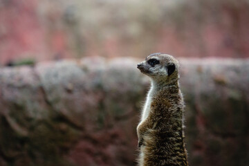 Portrait of meerkat, aka suricate - Suricata suricatta. Wildlife reservation, Kecskemét, Hungary