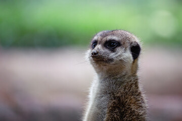 Portrait of meerkat, aka suricate - Suricata suricatta. Wildlife reservation, Kecskemét, Hungary