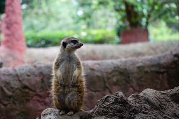 Portrait of meerkat, aka suricate - Suricata suricatta. Wildlife reservation, Kecskemét, Hungary