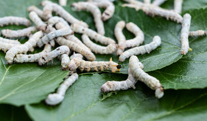 Silkworm baby on green mulberry leaf