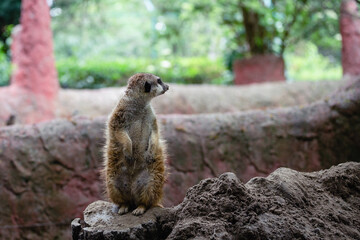 Portrait of meerkat, aka suricate - Suricata suricatta. Wildlife reservation, Kecskemét, Hungary