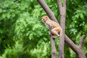 japanese macaque sitting on the tree