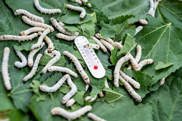 Silkworm baby on green mulberry leaf