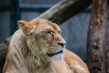 Lioness resting on its catwalk on a bright day. Wildlife Reservation, Kecskemét, Hungary.
