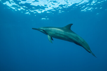 Hawaiian spinner dolphin off the Kona coast, Big Island, Hawaii.
