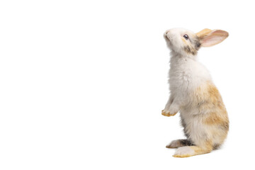 Baby light brown and white spotted rabbit with long ears is standing for Easter Day on isolated...