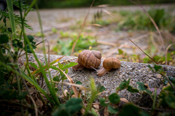a family of snails went for a walk after quarantine