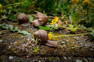 a family of snails went for a walk after quarantine