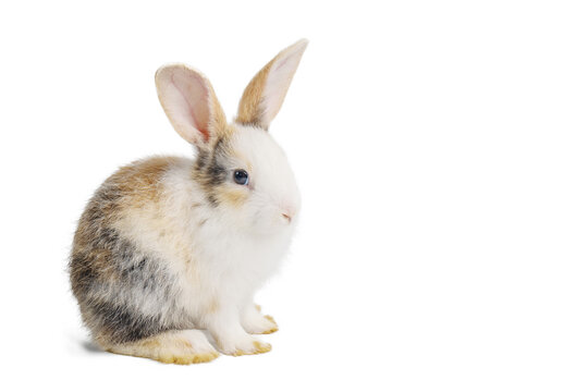 Baby light brown and white spotted rabbit with long ears sitting isolated on white background with clipping path