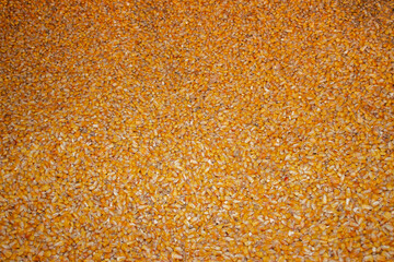 Corn seeds. Filled with a large scattering of grain. Yellow color. Background.