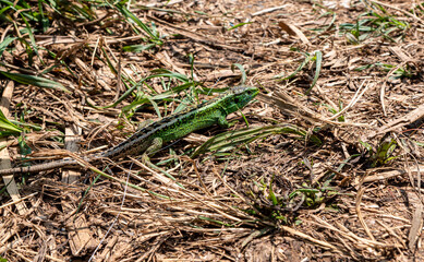 The lizard was walking through the grass