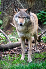 Europäischer Wolf ( Canis lupus ).