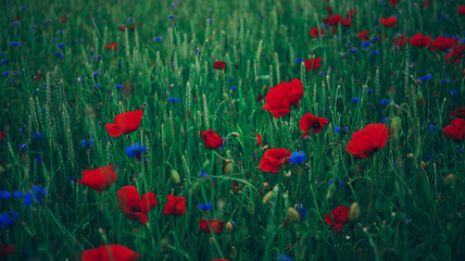 Fototapeta premium field of red poppies