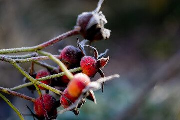 red frozen berries