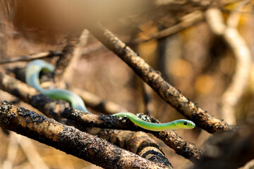 Grüne Mamba (Dendroaspis viridis) im Baum
