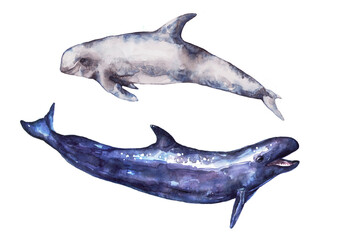 Marine mammal gray dolphin and killer whale. Watercolor bright print.