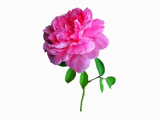 bouquet of pink roses on white background