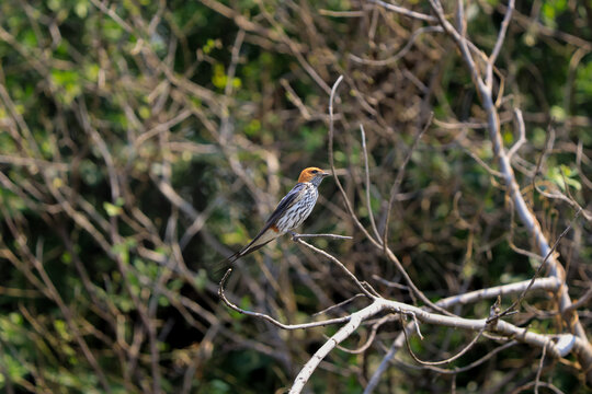 Streifenschwalbe sitz auf einem Ast in Brits, S&uuml;dafrika | Striped Swallow sits on a branch in Brits, South Africa.
