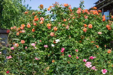 Aloha climbing rose. A lush shrub dotted with bright opening pink and orange rose flowers. Green leaf. Spring flowering front yard. Sunny weather.