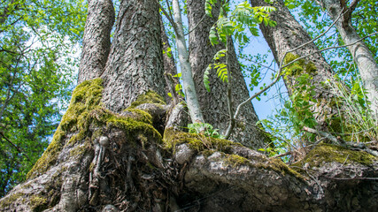 landscape with old tree trunks in the water, abstract reflections in the water