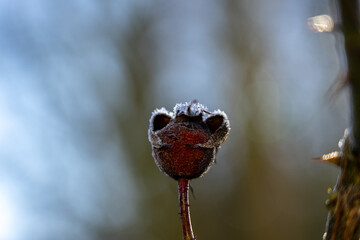 red berries on a branch