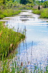Enjoying the Wetlands
