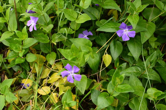 Vinca herbacea (common name herbaceous periwinkle) flowers, grass background