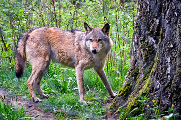 Europäischer Wolf ( Canis lupus ).
