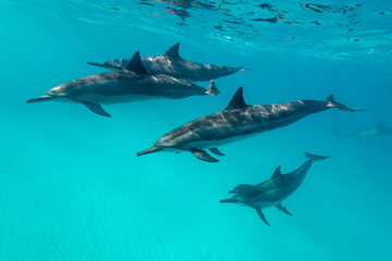 Hawaiian spinner dolphins off the Kona coast, Big Island, Hawaii.