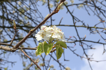 Blüten der Birne im Frühling, Pyrus communis