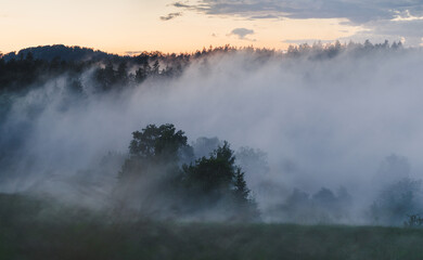 Nebel steigt am Morgen aus Wald auf