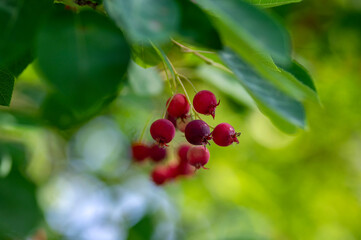 Amelanchier lamarckii ripe and unripe fruits on branches, group of berry-like pome fruits called serviceberry or juneberry