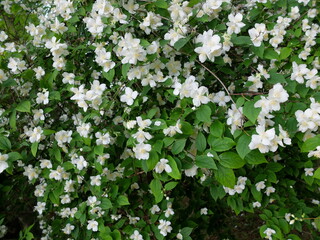 The City Of Sochi. Russia. Sea. culture of Russia. Sights and nature of Sochi. Krasnodar region. 