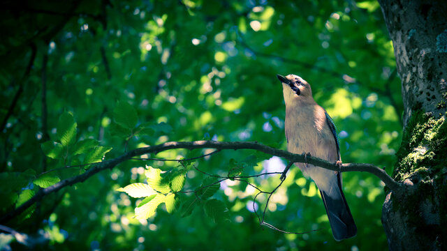 oiseau jardin massey haut