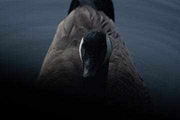 Canada Goose in the Lake