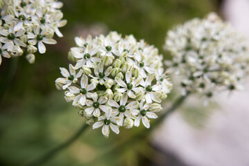 Weiße Blume in der Frühlingssonne