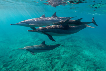 Hawaiian spinner dolphins off the Kona coast, Big Island, Hawaii.