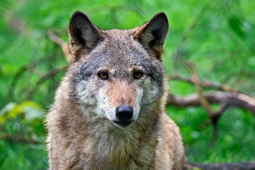 Europäischer Wolf ( Canis lupus ).