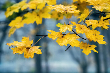 Yellow autumn maple leaves in the autumn park in the fog