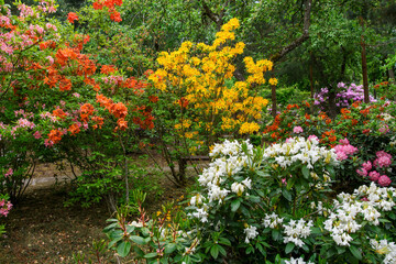 Rhododendron plants in bloom with flowers of different colors. Large garden of colorful rhododendrons. Azalea bushes in the park.
