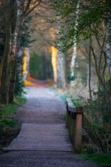 bridge in the forest