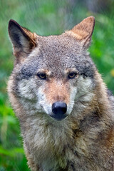 Naklejka na ściany i meble Europäischer Wolf ( Canis lupus ).