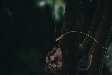 A leaf waiting for the water to drop.