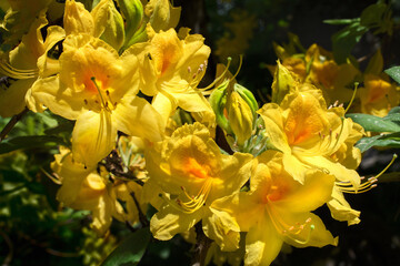 Pale yellow rhododendron, azalea flowers.