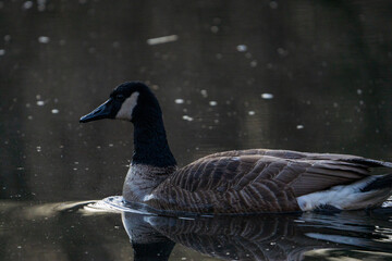 canada goose on the lake