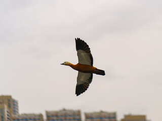 Photography of Ruddy Duck (shelducks) soaring over the land in spring sunny day. Theme of the life of wild animals.