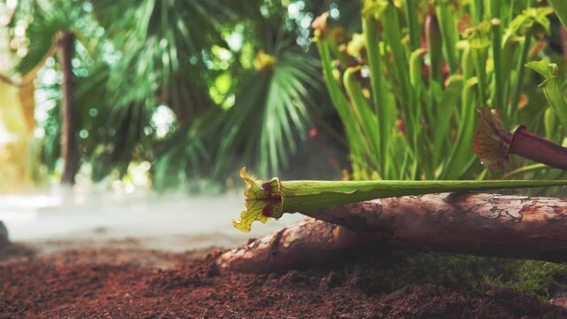 carnivorous buttercup plants at morning fog in the jungle