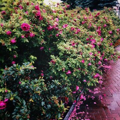 flowers in the garden